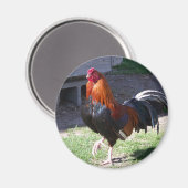 Aimant Rooster (Recto/Verso)