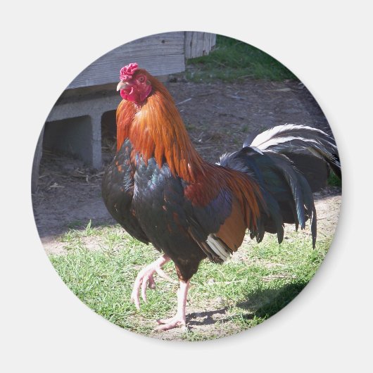 Aimant Rooster (Devant)