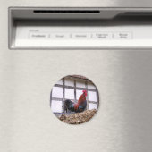 AIMANT ROOSTER (In Situ (Lave-vaisselle))