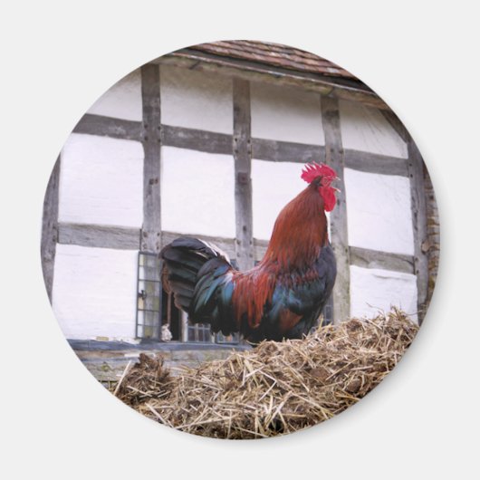 AIMANT ROOSTER (Devant)
