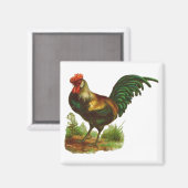 Aimant Rooster (Recto/Verso)