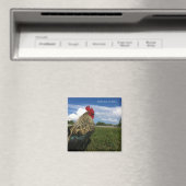 Aimant Rooster Bob Quelque part (In Situ (Lave-vaisselle))