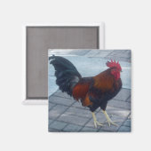 Aimant Rooster clé Ouest (Recto/Verso)