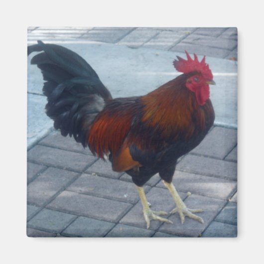 Aimant Rooster clé Ouest (Devant)