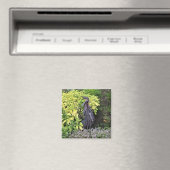 Aimant Rooster en métal (In Situ (Lave-vaisselle))