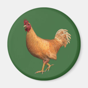 Aimant Rooster orange coloré