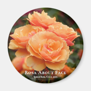 Aimant Rosa À propos du visage