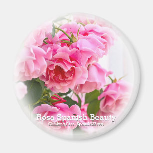 Aimant Rosa Beauty espagnole