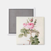 Aimant Rosa Bifera Officinalis, de 'Les Roses (Recto/Verso)