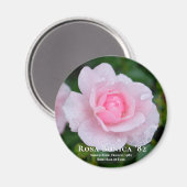 Aimant Rosa Bonica 82 (Recto/Verso)