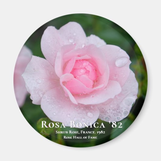 Aimant Rosa Bonica 82 (Devant)
