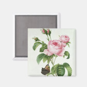 Aimant Rosa Centifolia (Recto/Verso)