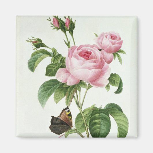 Aimant Rosa Centifolia (Devant)