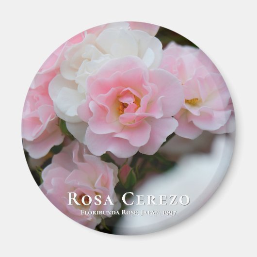 Aimant Rosa Cerezo マ グ (Devant)