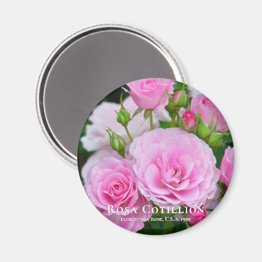 Aimant Rosa Cotillion (Recto/Verso)