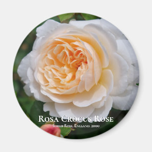 Aimant Rosa Crocus Rose