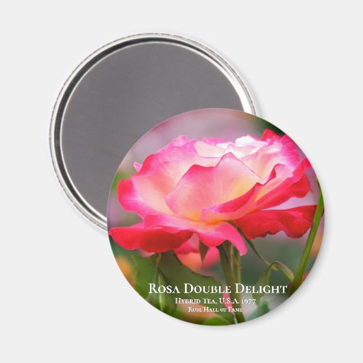 Aimant Rosa Double Delight (Recto/Verso)