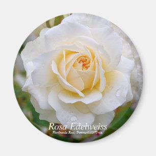 Aimant Rosa Edelweiss [Aimant Rond]