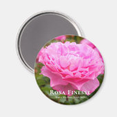 Aimant Rosa Finesse (Recto/Verso)