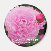 Aimant Rosa Finesse マ sur グ (Devant)