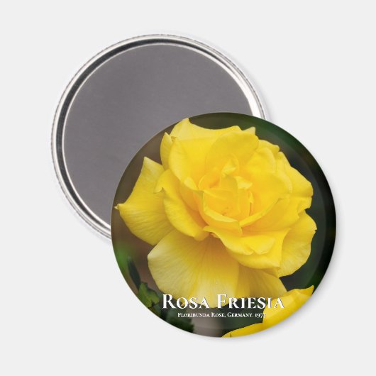 Aimant Rosa Friesia (Recto/Verso)