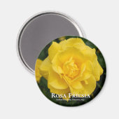 Aimant Rosa Friesia (Recto/Verso)