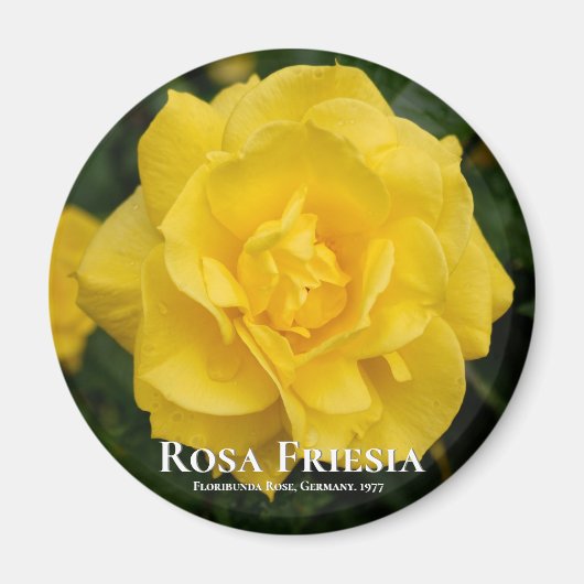 Aimant Rosa Friesia (Devant)