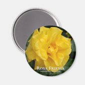 Aimant Rosa Friesia (Recto/Verso)