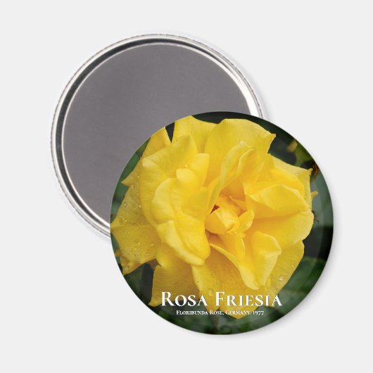 Aimant Rosa Friesia (Recto/Verso)