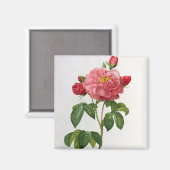 Aimant Rosa Gallica Aurelianensis (Recto/Verso)