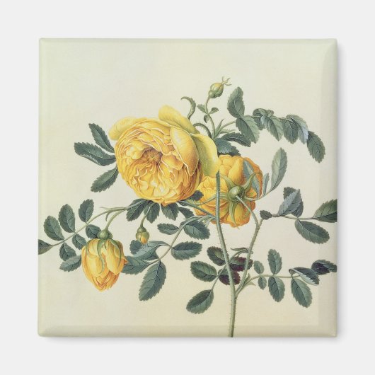 Aimant Rosa hemispherica, 18ème siècle (Devant)
