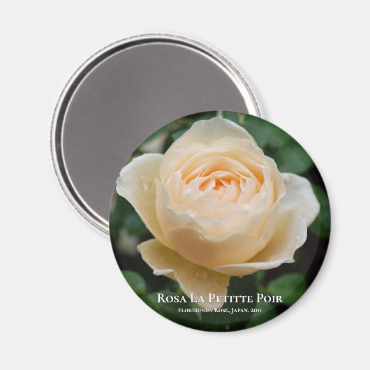 Aimant Rosa La Petitte Poir (Recto/Verso)