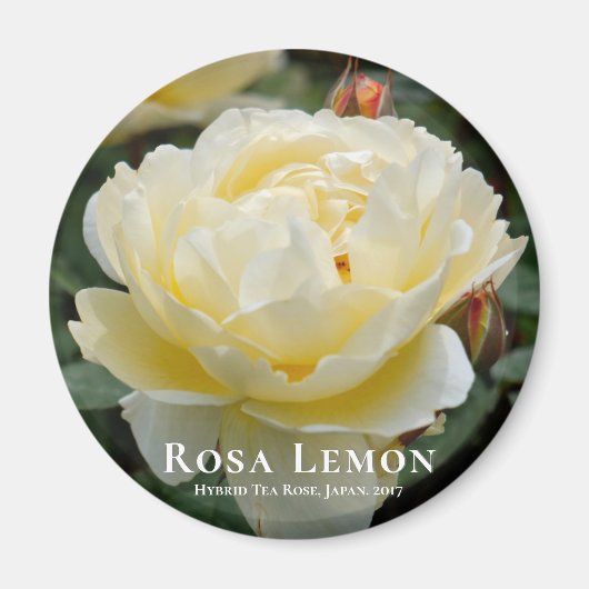 Aimant Rosa Lemon (Devant)