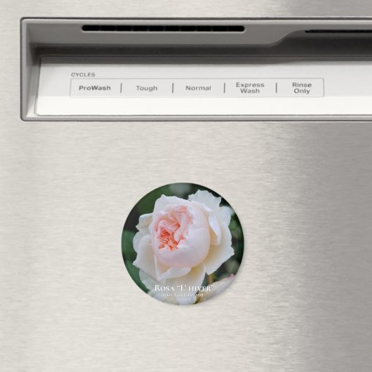 Aimant Rosa "L'hiver" (In Situ (Lave-vaisselle))