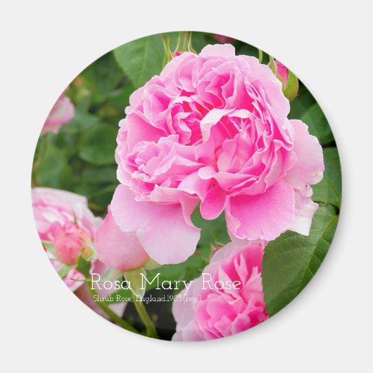 Aimant Rosa Mary Rose [Aimant rond] (Devant)