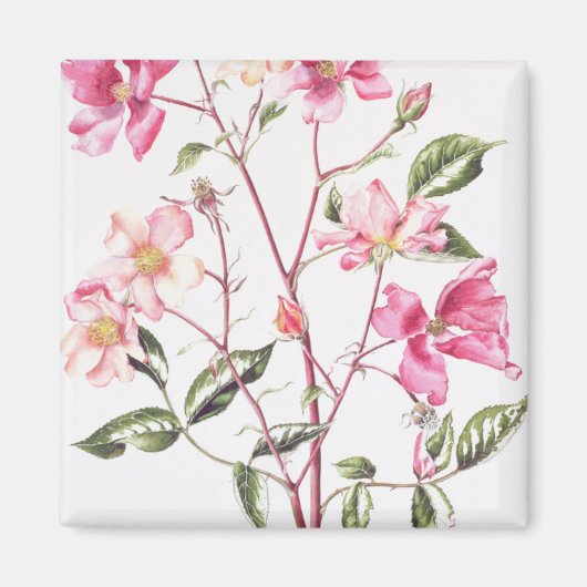 Aimant Rosa 'Mutabilis' 1996 (Devant)