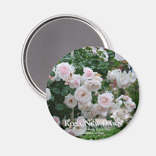 Aimant Rosa New Dawn (Recto/Verso)