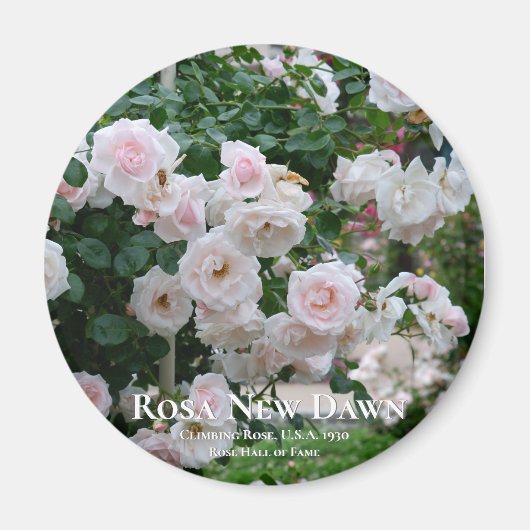 Aimant Rosa New Dawn (Devant)