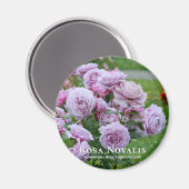 Aimant Rosa Novalis (Recto/Verso)