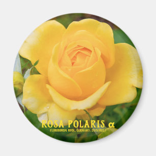 Aimant Rosa Polaris α [Aimant Rond]
