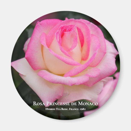Aimant Rosa Princesse de Monaco (Devant)