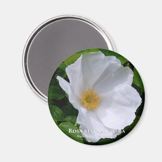 Aimant Rosa rugosa マ グ (Recto/Verso)