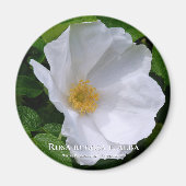 Aimant Rosa rugosa マ グ (Devant)