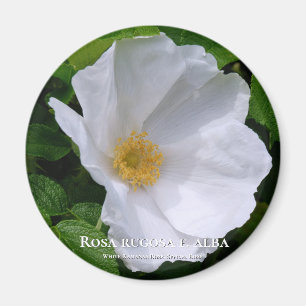Aimant Rosa rugosa マ グ