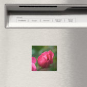 Aimant Rose (In Situ (Lave-vaisselle))