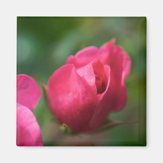 Aimant Rose