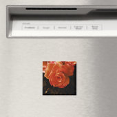 Aimant Rose (In Situ (Lave-vaisselle))