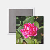 Aimant rose (Recto/Verso)