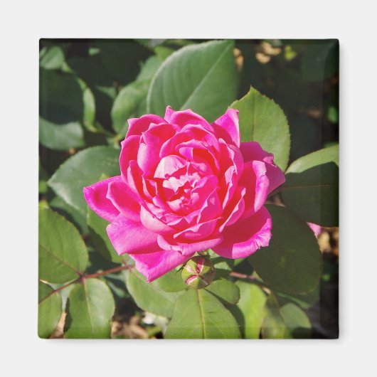 Aimant rose (Devant)