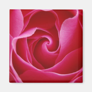Aimant Rose